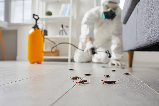 Affordable Cockroach Control solutions in Campbell, OH